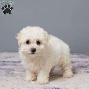 Pal, Bichon Frise Puppy